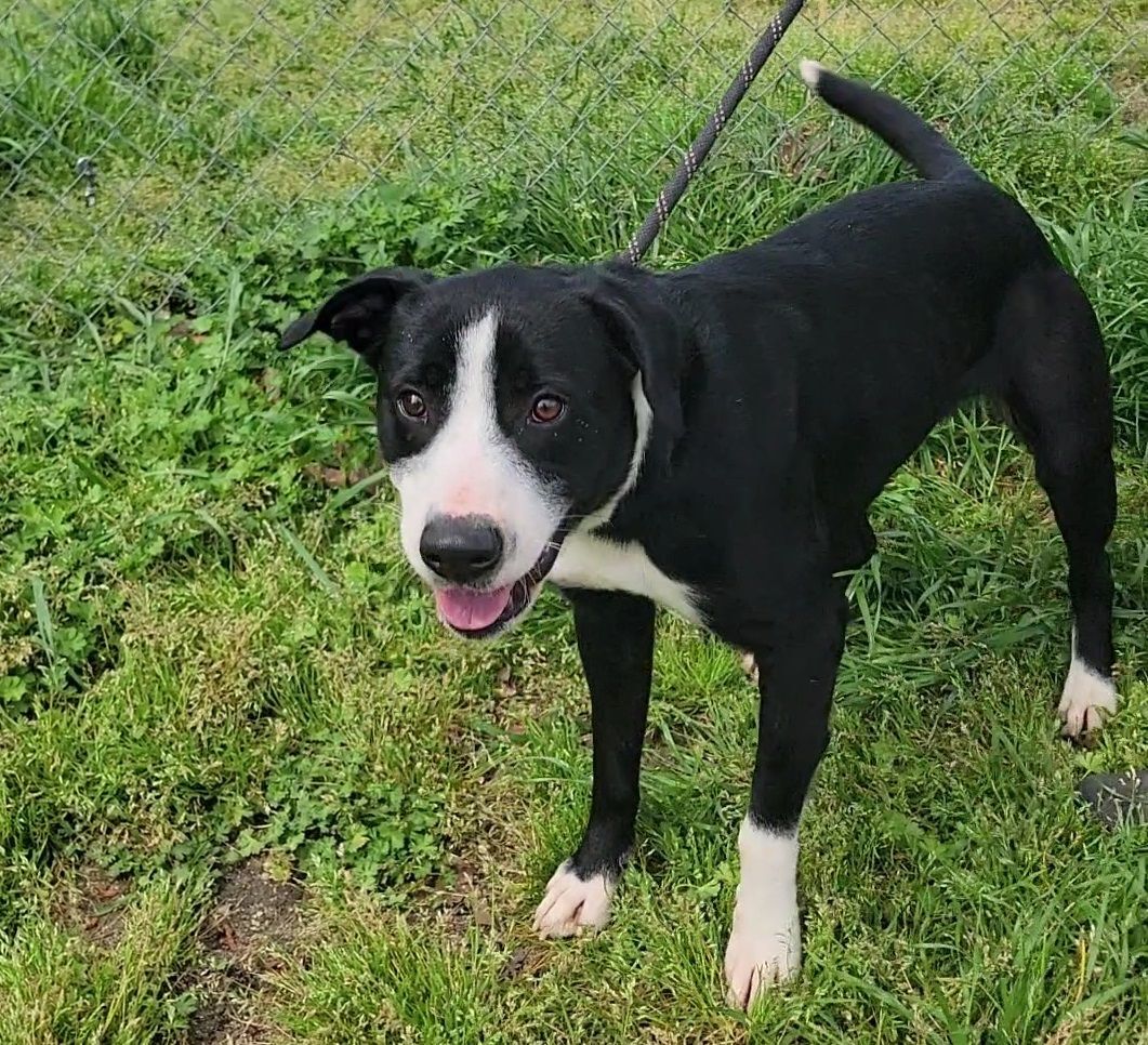 Enlarge Cupid, a Adoptable mixed breed in Anniston, AL image 4/10