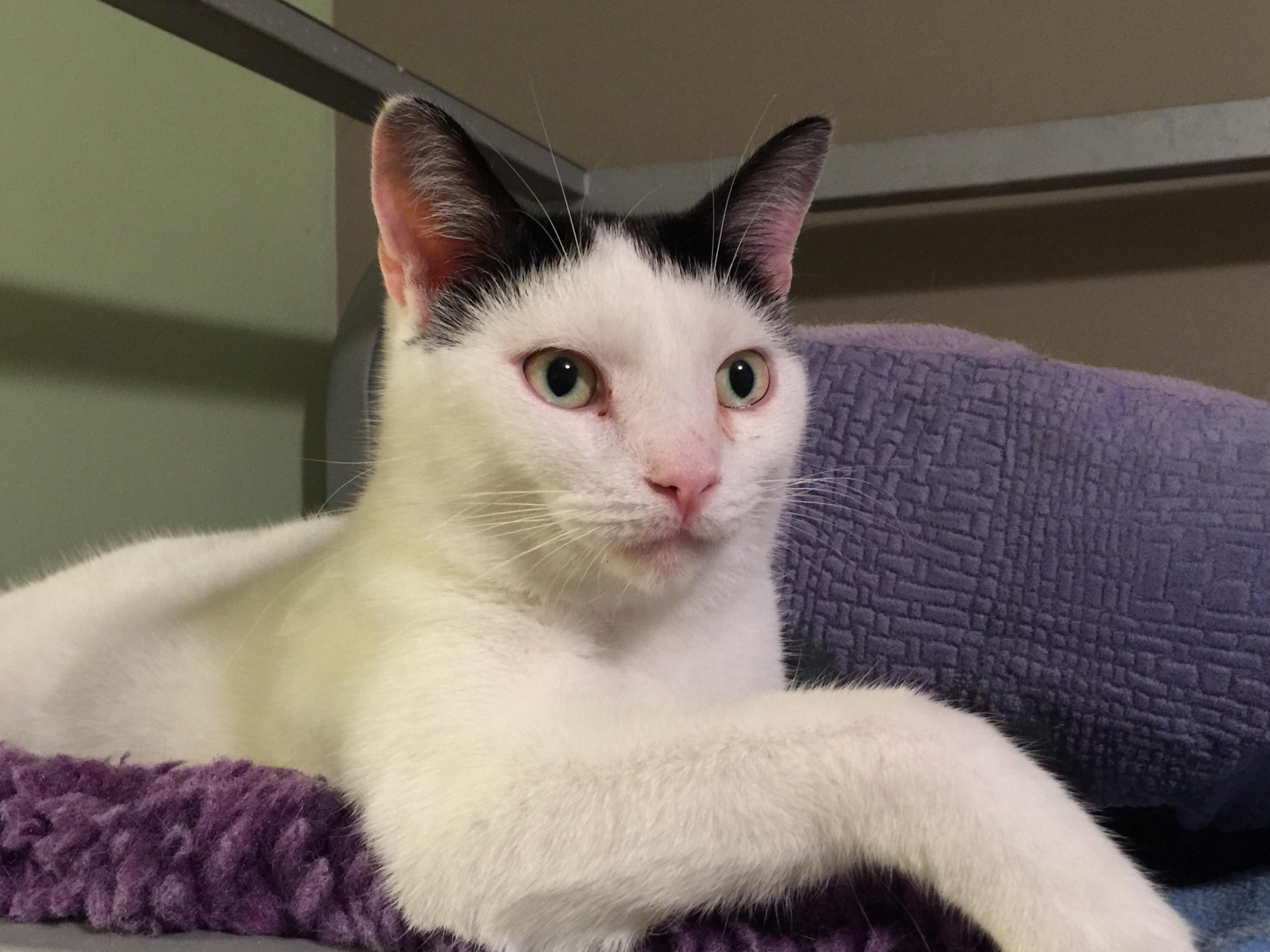 Enlarge Macaroon "Mac", a Adoptable Domestic Short Hair in Kansas City, MO image 1/6