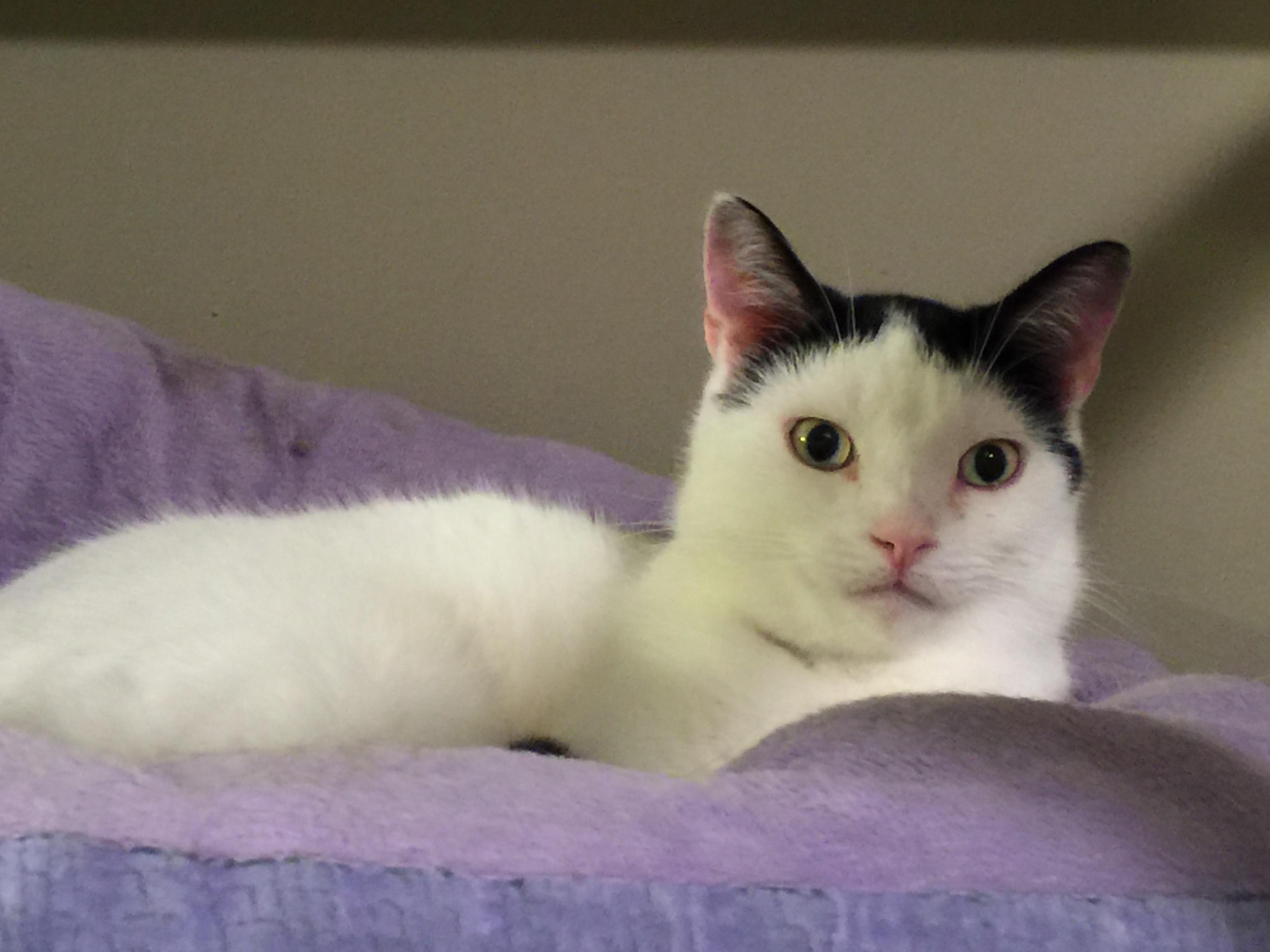Enlarge Macaroon "Mac", a Adoptable Domestic Short Hair in Kansas City, MO image 2/6