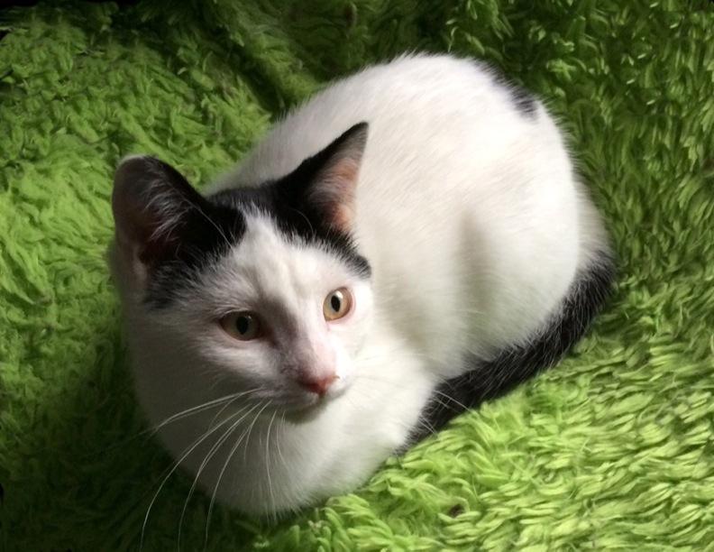 Enlarge Macaroon "Mac", a Adoptable Domestic Short Hair in Kansas City, MO image 3/6