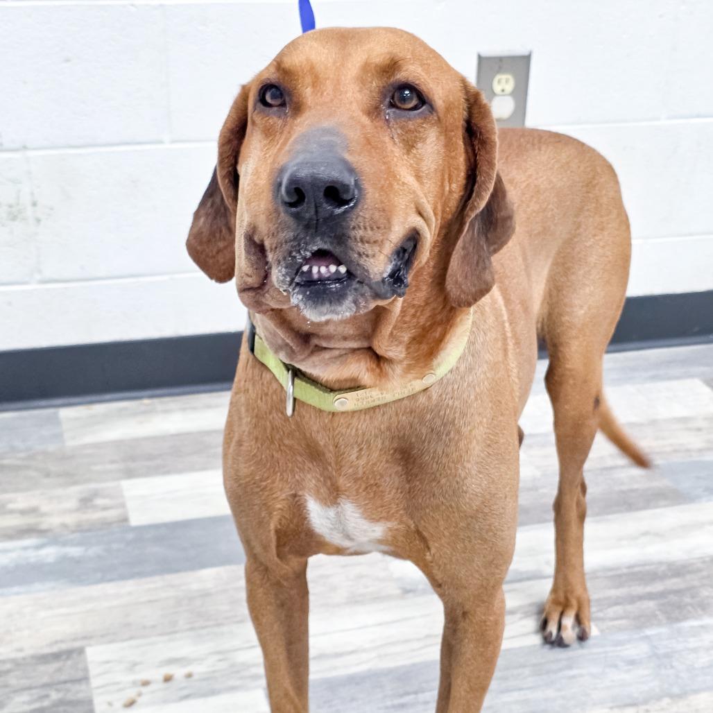 Enlarge Boudreax, a Adoptable Mixed Breed in Lufkin, TX image 2/5