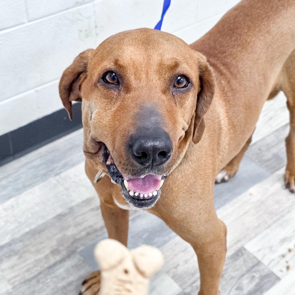 Enlarge Boudreax, a Adoptable Mixed Breed in Lufkin, TX image 3/5