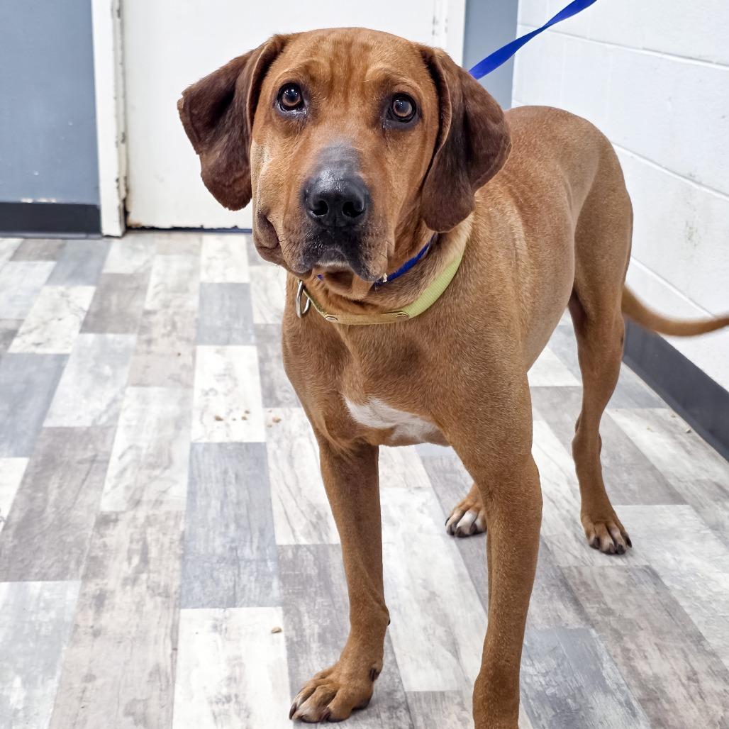 Enlarge Boudreax, a Adoptable Mixed Breed in Lufkin, TX image 4/5