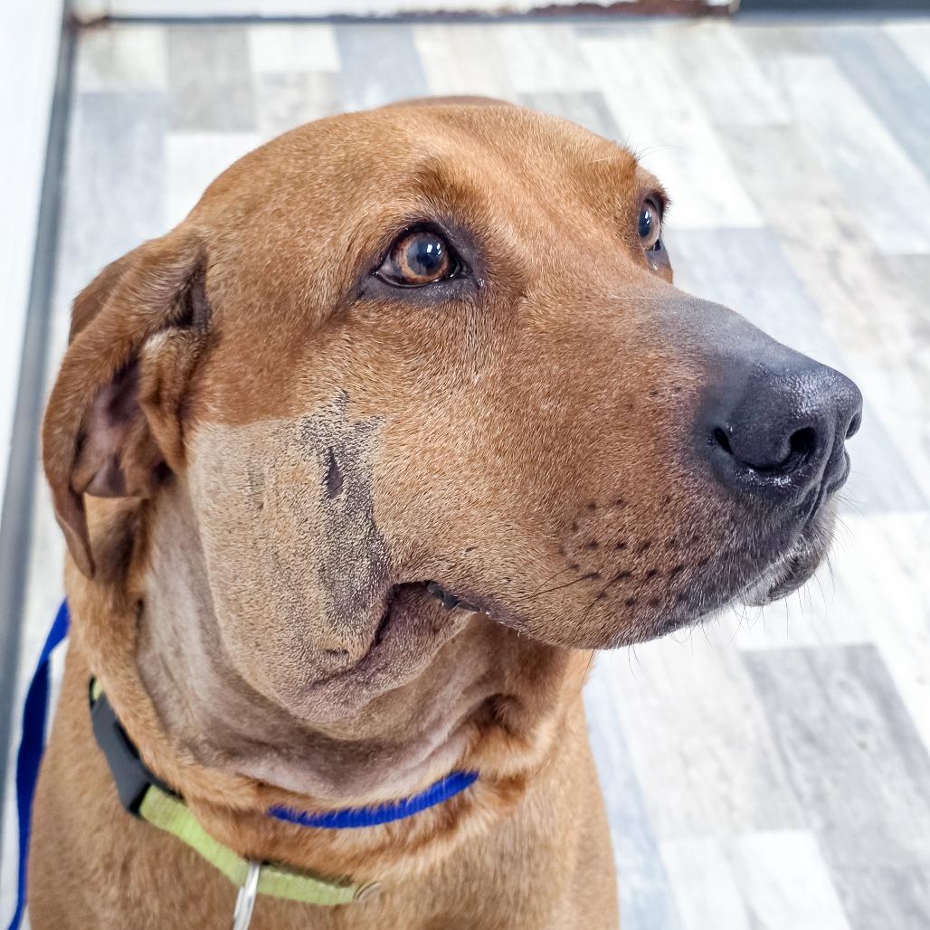 Enlarge Boudreax, a Adoptable Mixed Breed in Lufkin, TX image 5/5