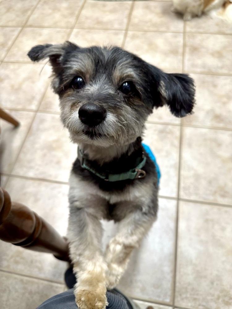 Enlarge Maverick (aka Lucky), a Adoptable mixed breed in Pottstown, PA image 1/1