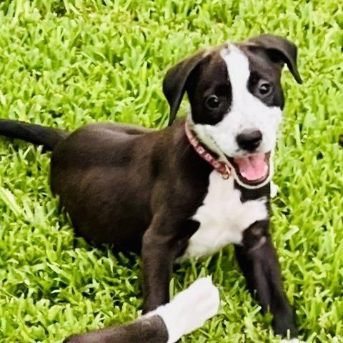 Dee (Reduced Rover), Adoptable, Adult Female Catahoula Leopard Dog & American Bulldog.