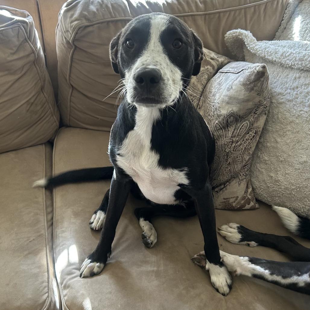 Dee (Reduced Rover), Adoptable, Adult Female Catahoula Leopard Dog & American Bulldog.