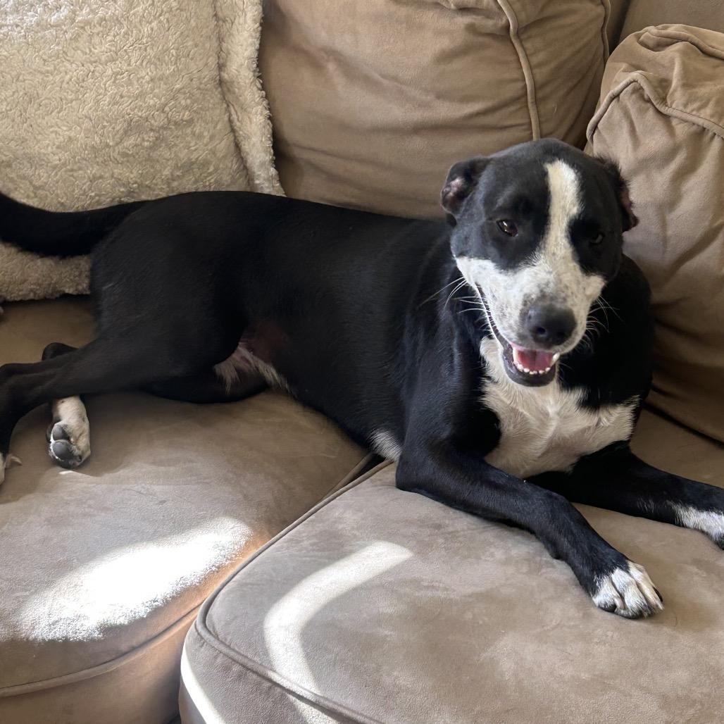 Enlarge Dee (Reduced Rover), a Adoptable mixed breed in New Orleans, LA image 2/6