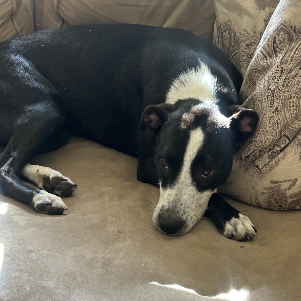 Dee (Reduced Rover) — thumbnail 3