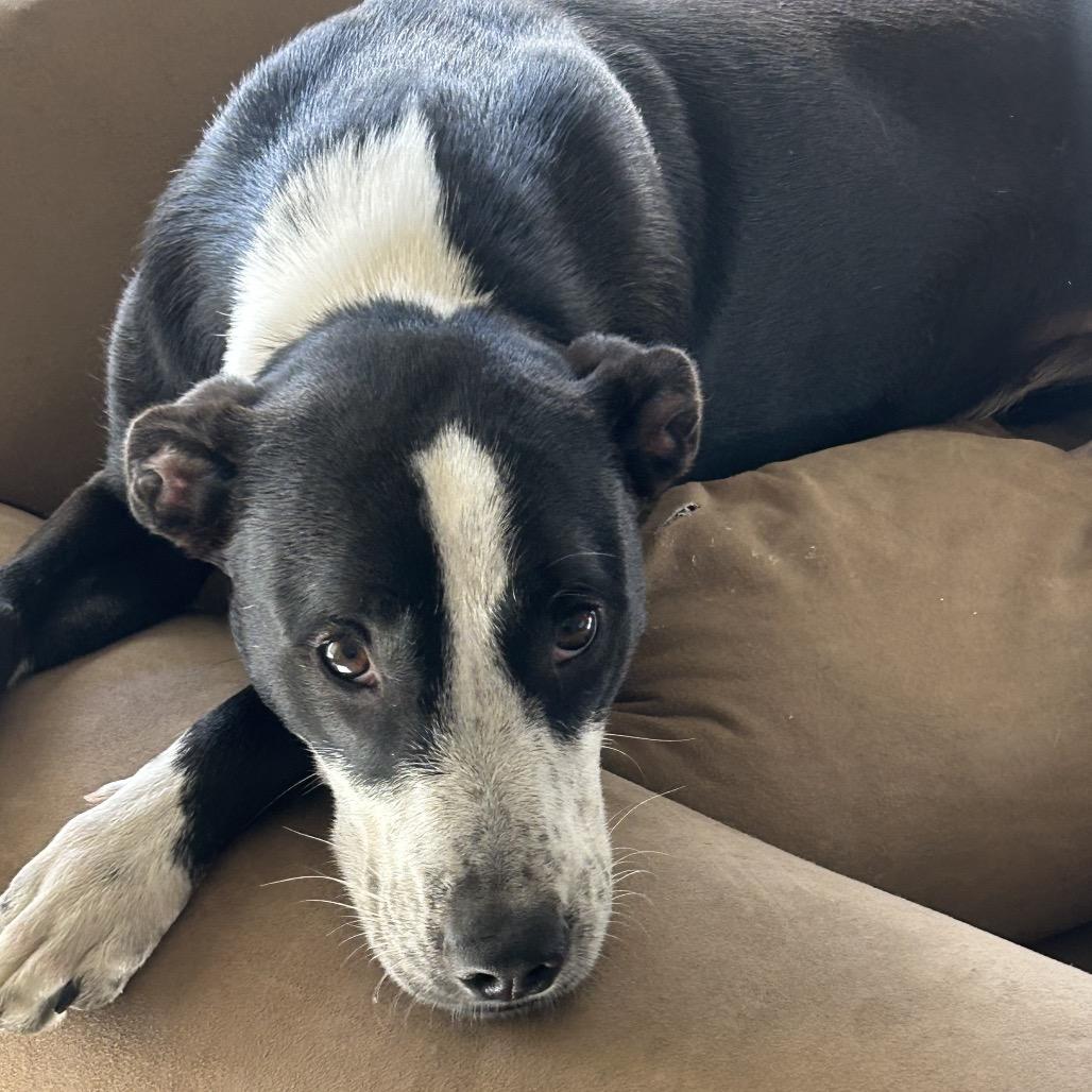 Dee (Reduced Rover), a Adoptable mixed breed in New Orleans, LA image 2/6