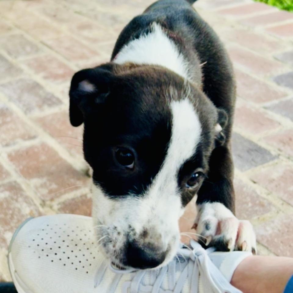 Enlarge Dee (Reduced Rover), a Adoptable mixed breed in New Orleans, LA image 5/6