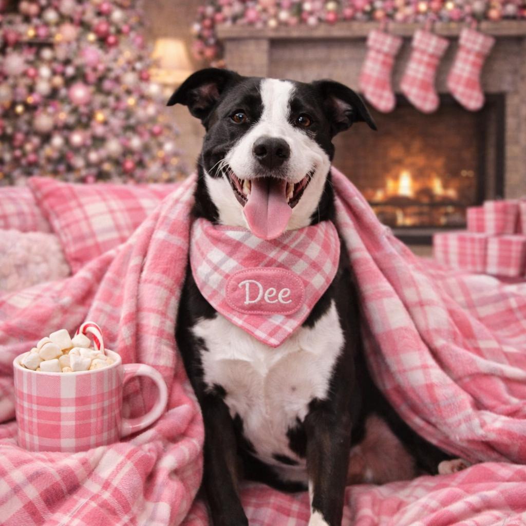 Enlarge Dee (Reduced Rover), a Adoptable mixed breed in New Orleans, LA image 5/6