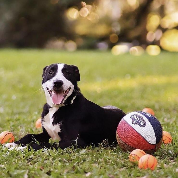 Enlarge Dee (Reduced Rover), a Adoptable mixed breed in New Orleans, LA image 6/6