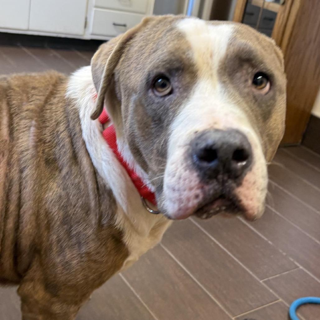 Ricky, Adoptable, Adult Male Pit Bull Terrier.