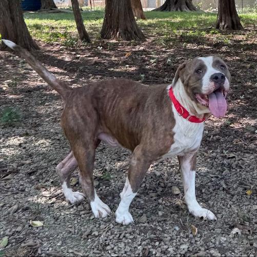 Enlarge Ricky, a Adoptable Pit Bull Terrier in Kansas City, MO image 2/6