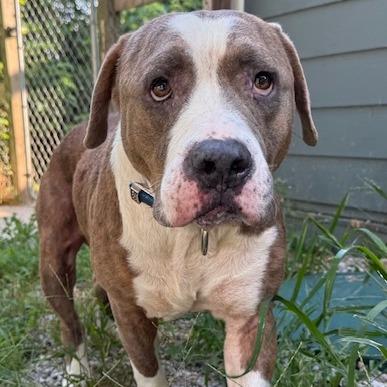 Enlarge Ricky, a Adoptable Pit Bull Terrier in Kansas City, MO image 3/6