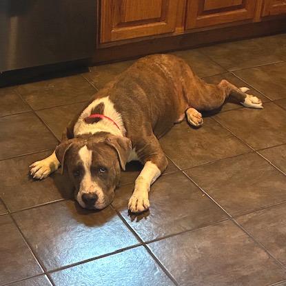 Enlarge Ricky, a Adoptable Pit Bull Terrier in Kansas City, MO image 4/6