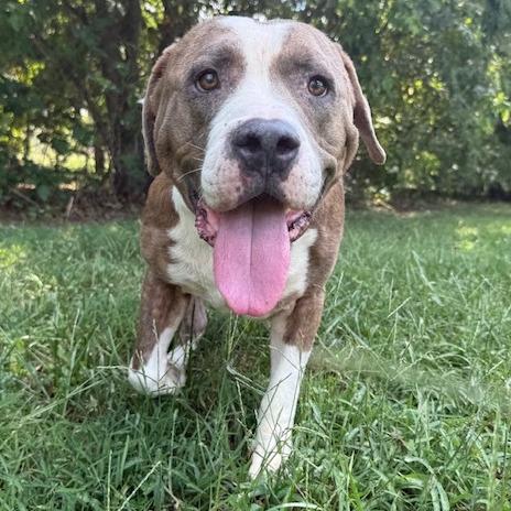 Enlarge Ricky, a Adoptable Pit Bull Terrier in Kansas City, MO image 5/6