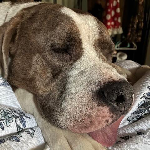 Enlarge Ricky, a Adoptable Pit Bull Terrier in Kansas City, MO image 6/6