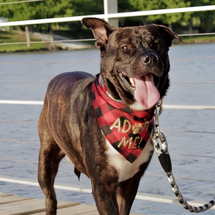 Enlarge Chocolate, a Adoptable mixed breed in North Bergen, NJ image 4/6