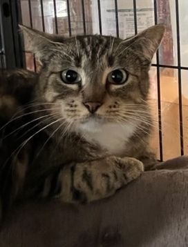 Catalina, a Adoptable Tabby in Porter, TX image 1/2