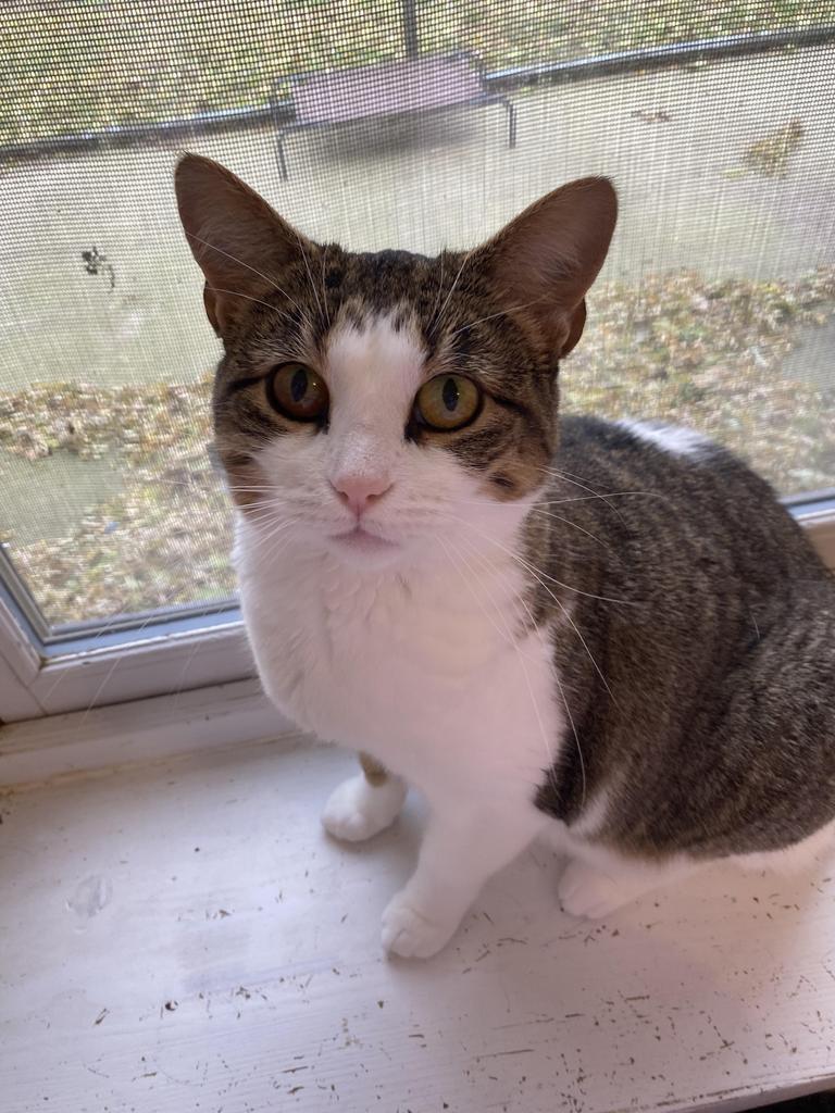 Princess Peach, Adoptable, Adult Female Domestic Short Hair.