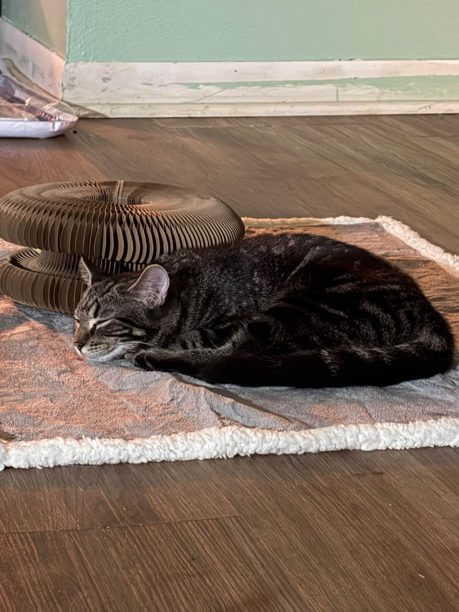 Enlarge Kieran, a Adoptable Domestic Medium Hair in hinckley, IL image 2/3