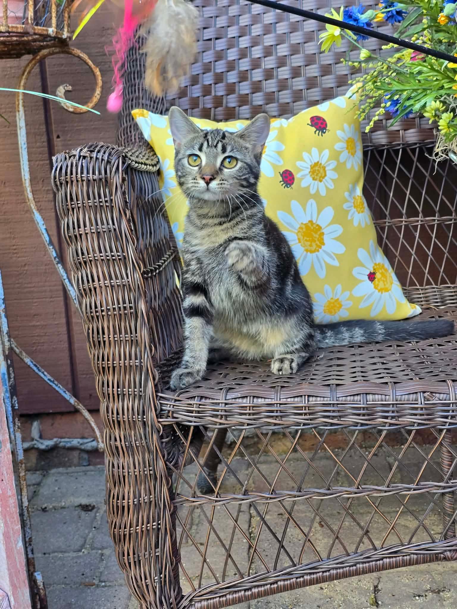 Enlarge Kieran, a Adoptable Domestic Medium Hair in hinckley, IL image 3/3