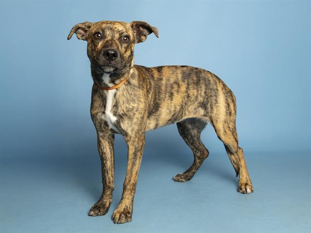 RUSTY, Adoptable, Puppy Female Pit Bull Terrier.