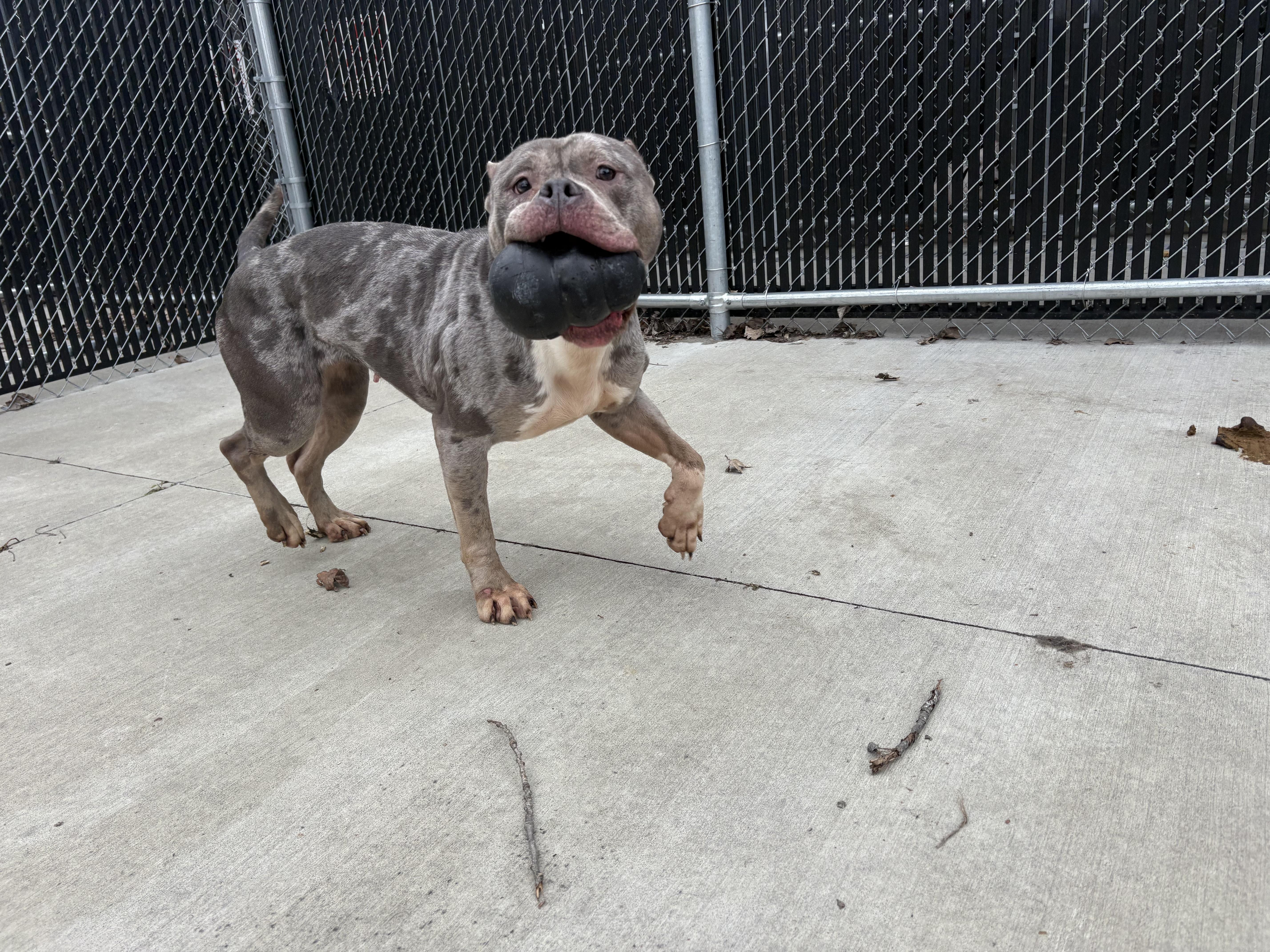 Enlarge Storm , a ADOPTABLE Pit Bull Terrier in North Providence, RI image 2/3