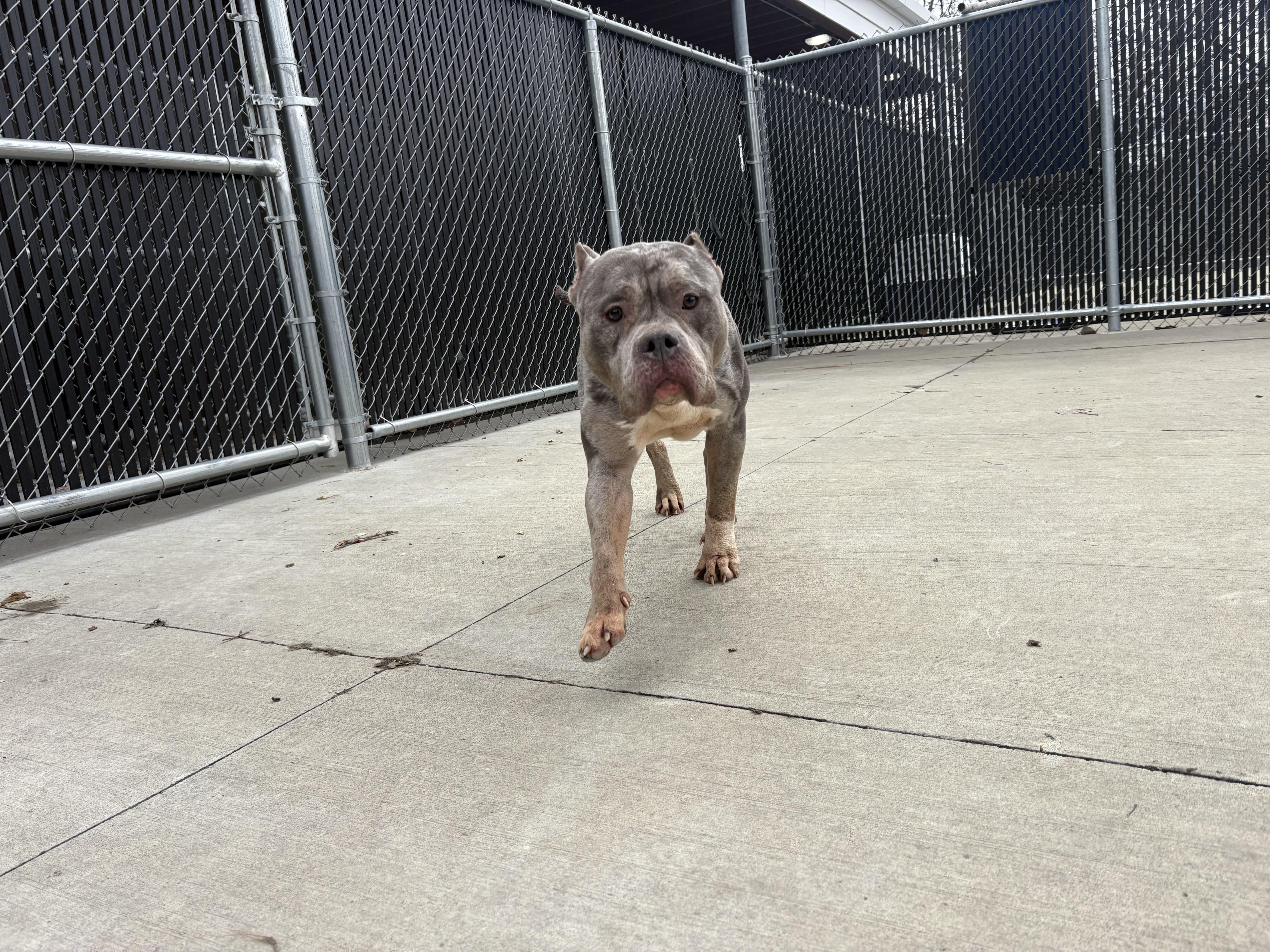 Enlarge Storm , a ADOPTABLE Pit Bull Terrier in North Providence, RI image 1/3