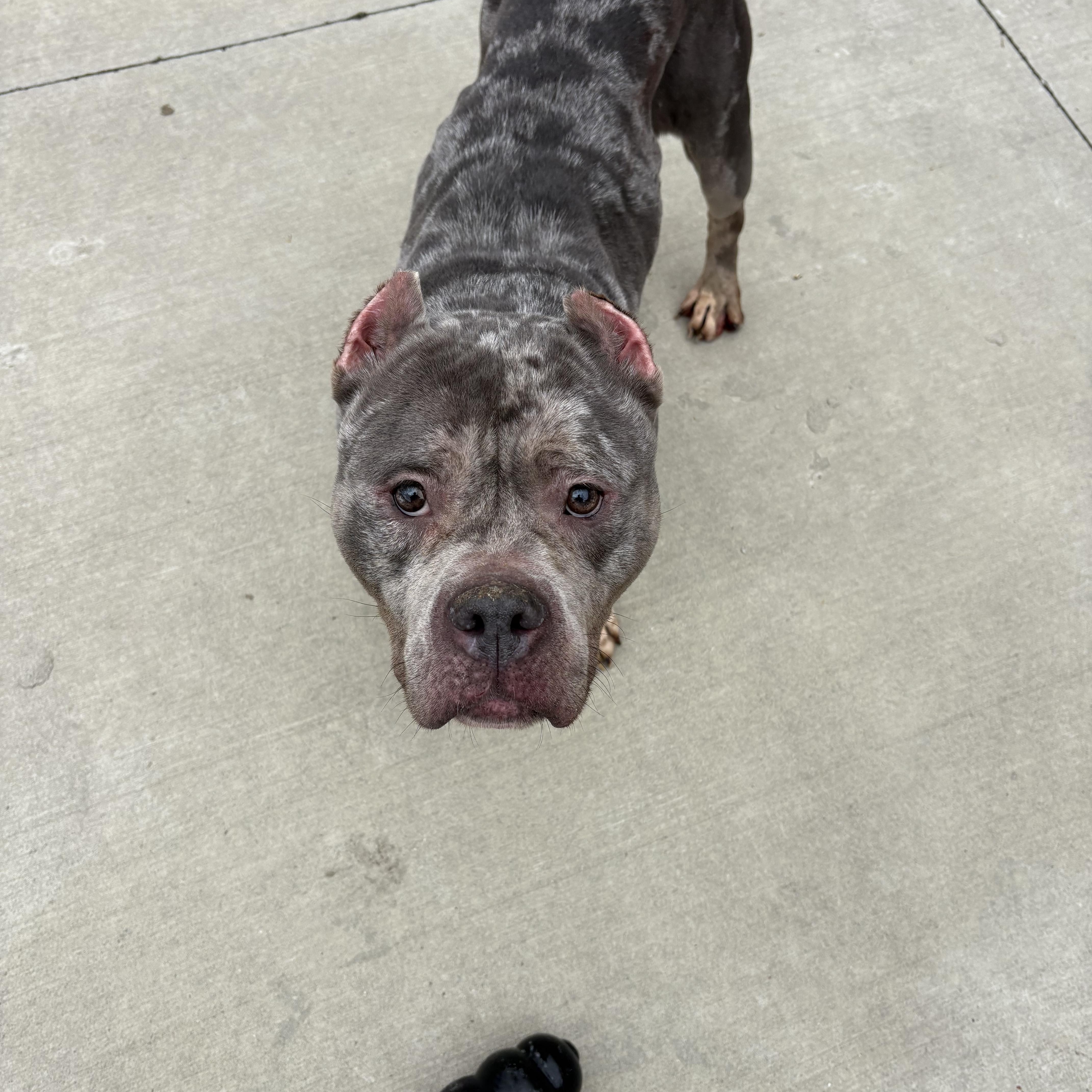 Enlarge Storm , a ADOPTABLE Pit Bull Terrier in North Providence, RI image 3/3