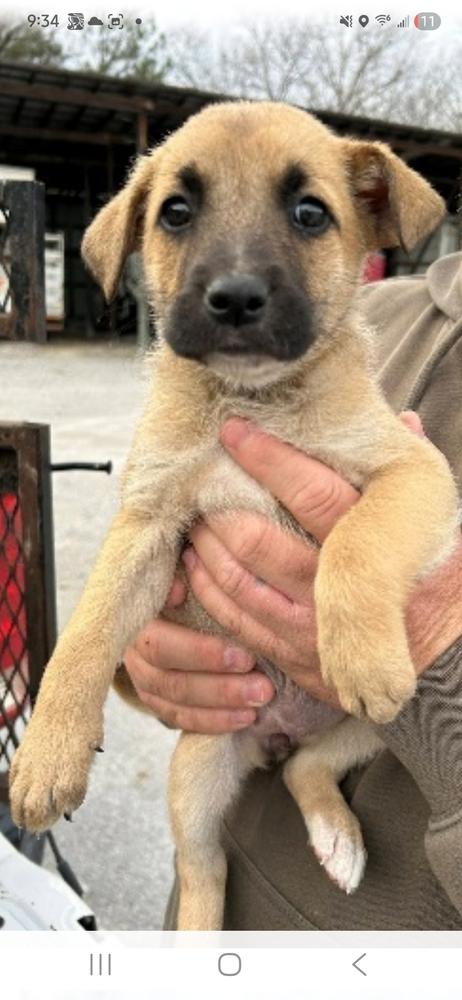 BBQ- Girl 6- Sizzle, Adoptable, Puppy Female Boxer & Shepherd.