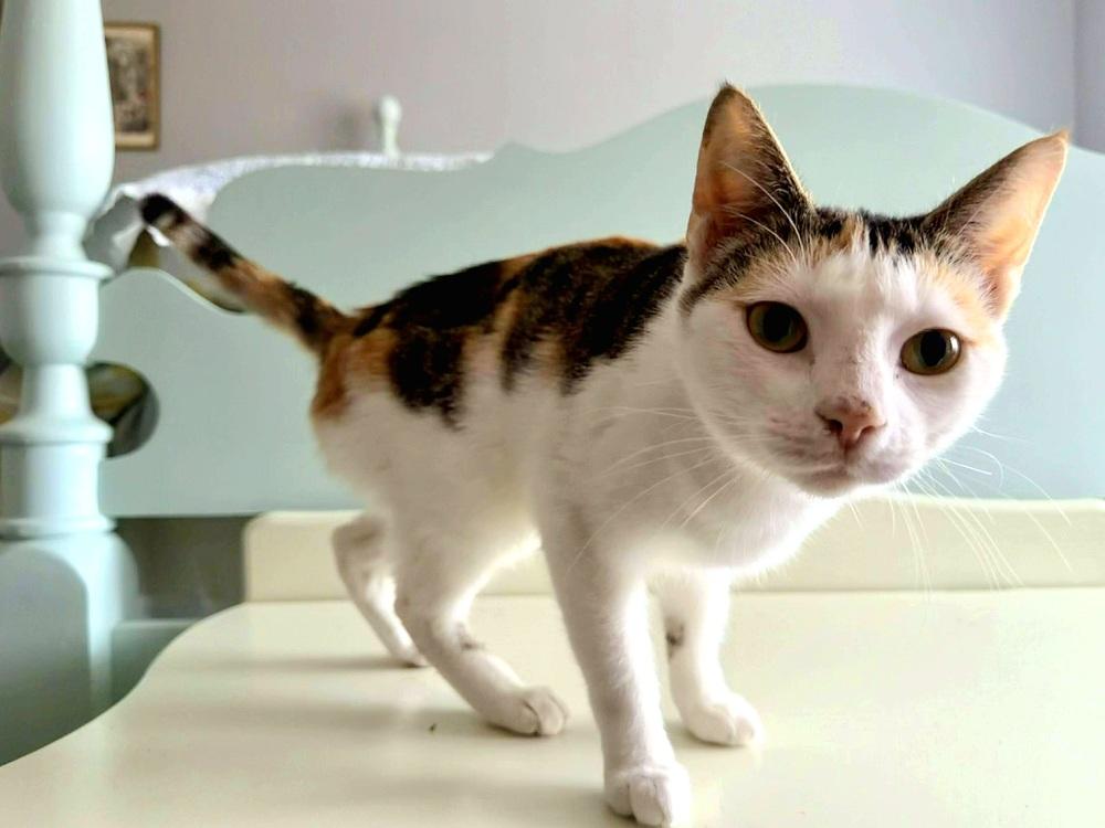 Sasha, Adoptable, Young Male Domestic Short Hair.