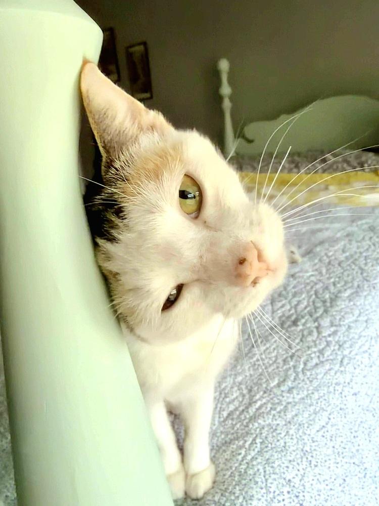 Sasha, a Adoptable Domestic Short Hair in Wilson, NC image 2/3