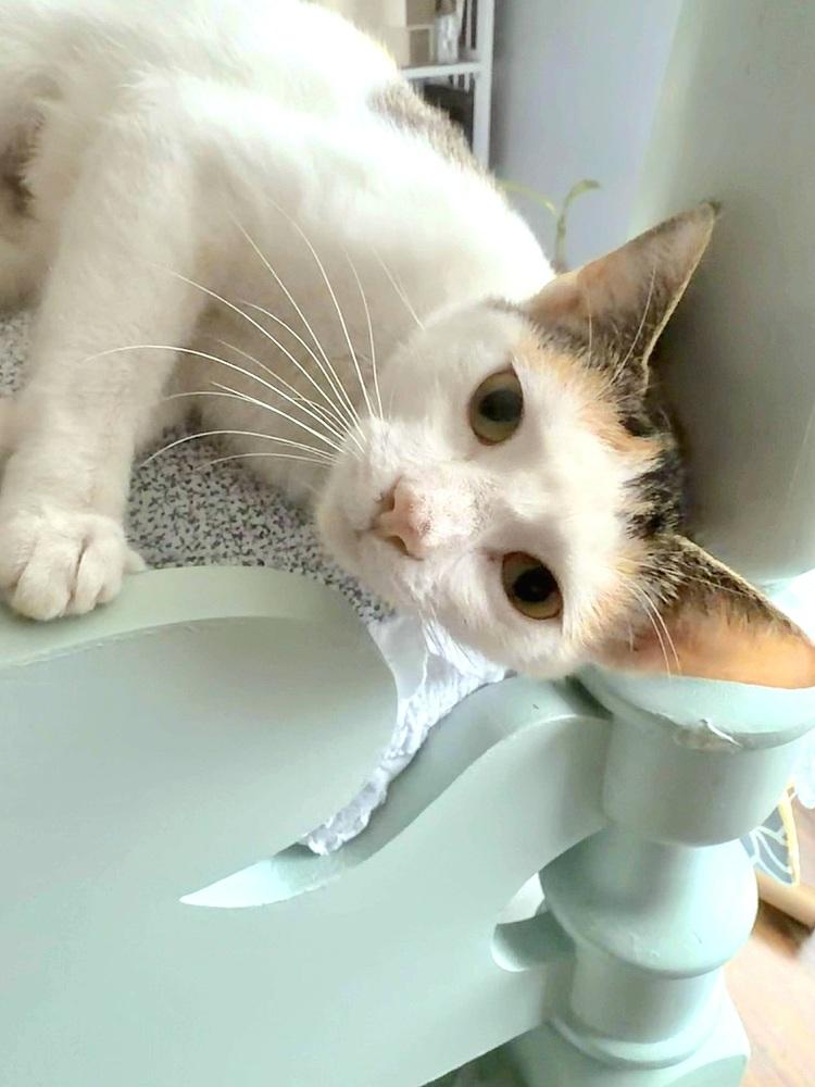 Sasha, a Adoptable Domestic Short Hair in Wilson, NC image 3/3
