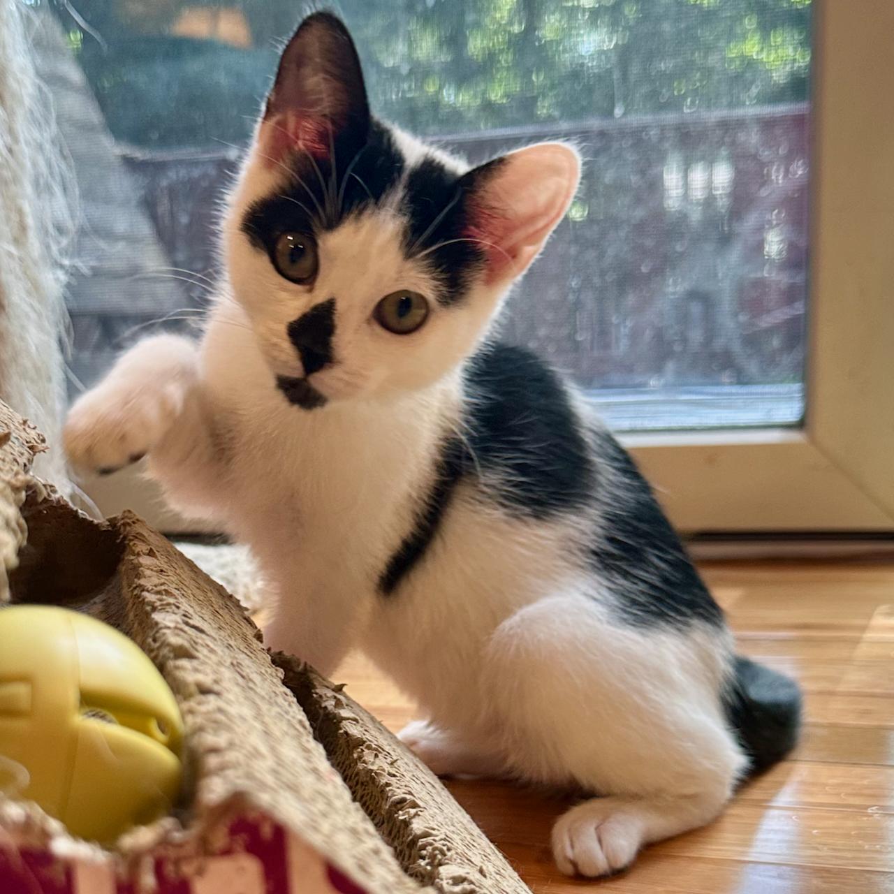 Sephora, an adoptable Domestic Short Hair in East Brunswick, NJ image 4/6