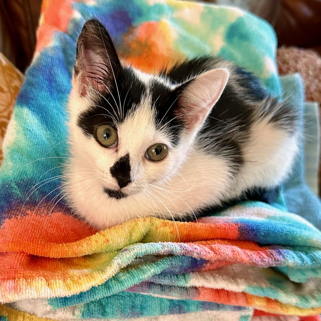 Sephora, adoptable, Kitten Female Domestic Short Hair.