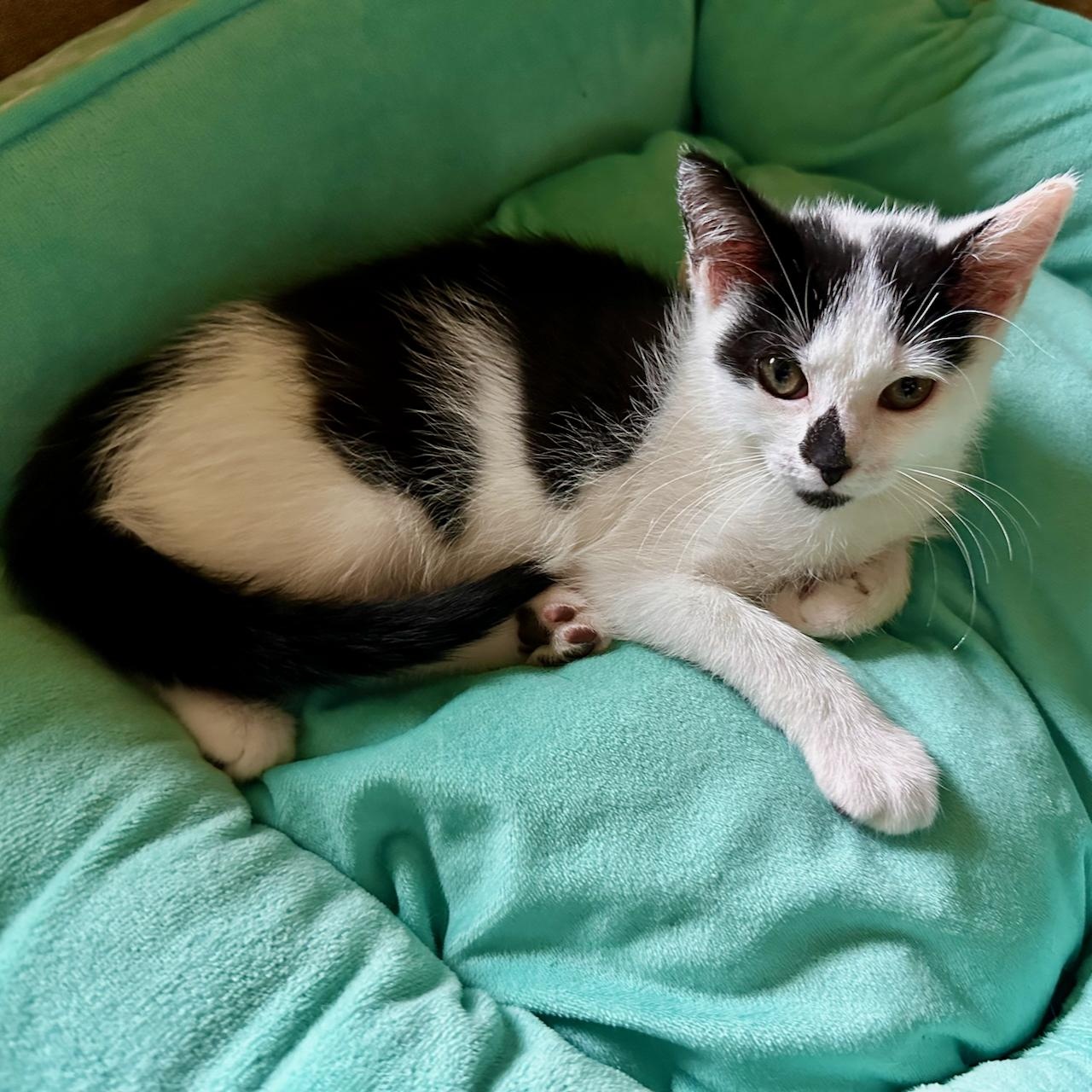 Sephora, an adoptable Domestic Short Hair in East Brunswick, NJ image 3/6