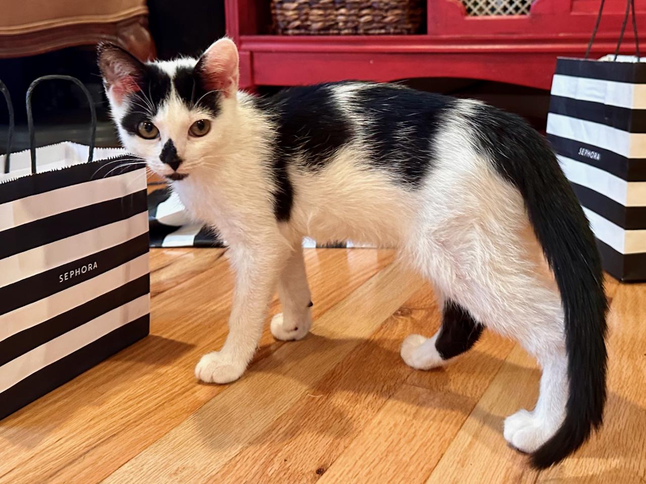 Sephora, an adoptable Domestic Short Hair in East Brunswick, NJ image 6/6
