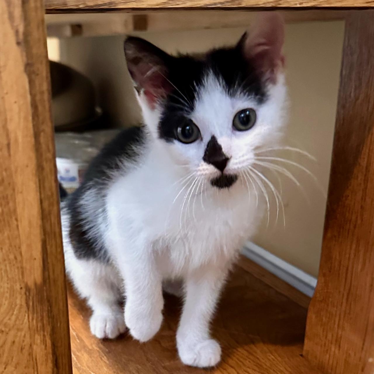 Sephora, an adoptable Domestic Short Hair in East Brunswick, NJ image 5/6