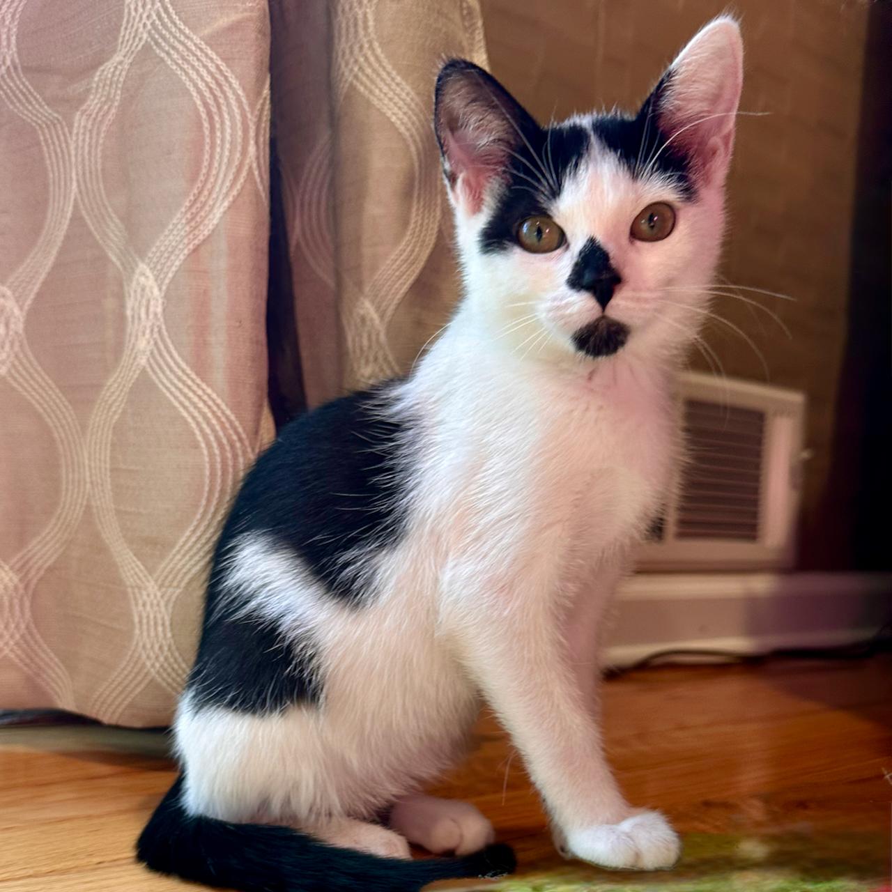 Sephora, an adoptable Domestic Short Hair in East Brunswick, NJ image 2/6