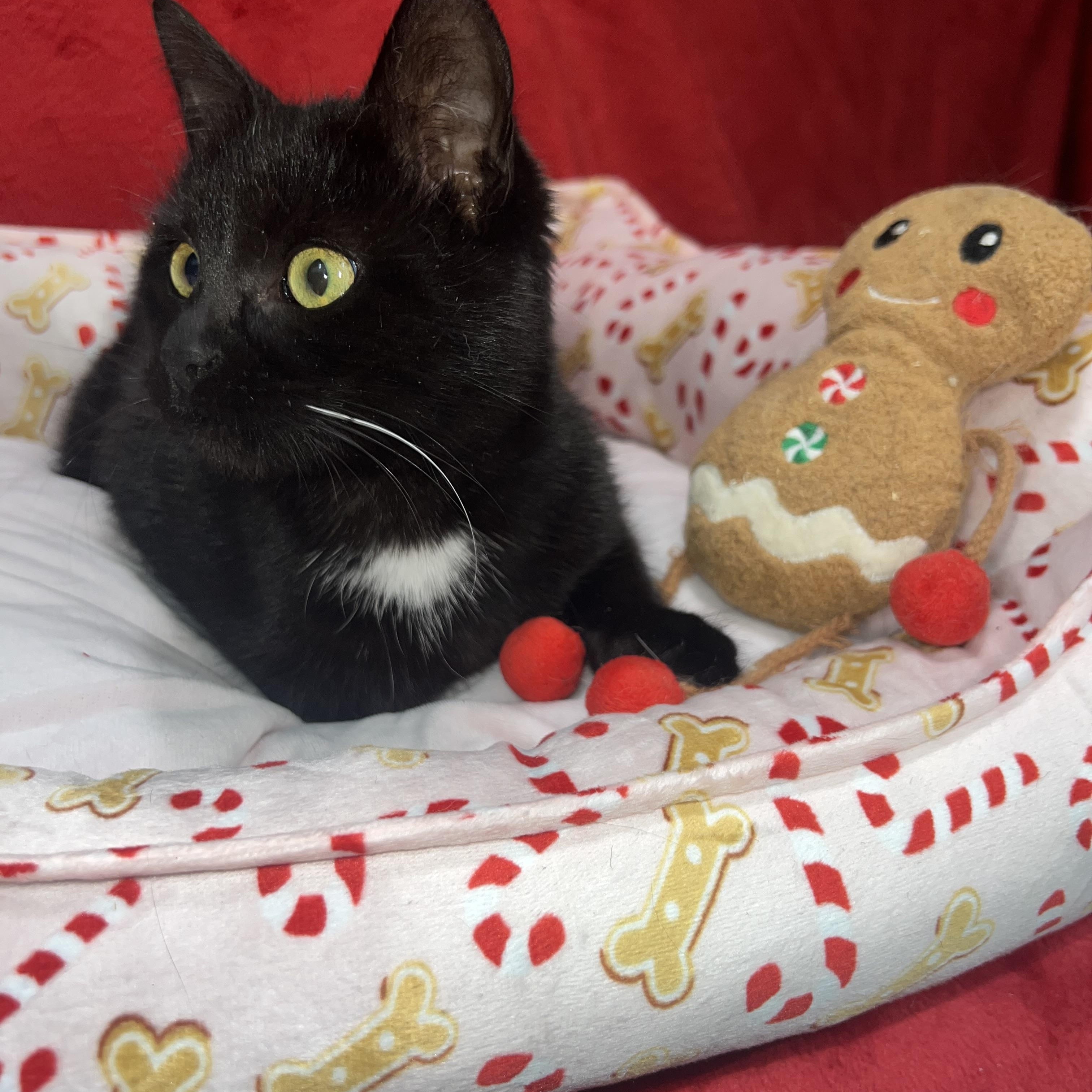 Hattie (female kitten), a ADOPTABLE Domestic Short Hair in Newton, IL image 1/6