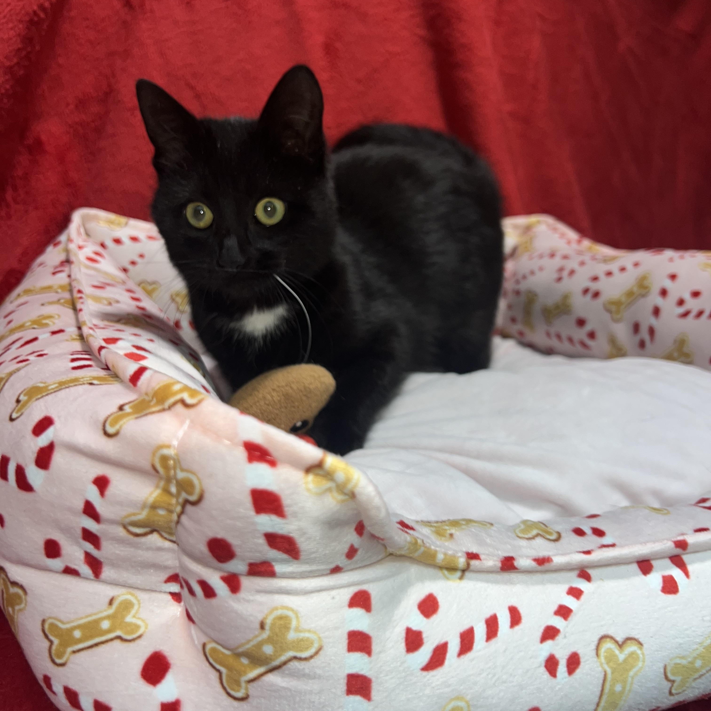 Hattie (female kitten), a ADOPTABLE Domestic Short Hair in Newton, IL image 2/6