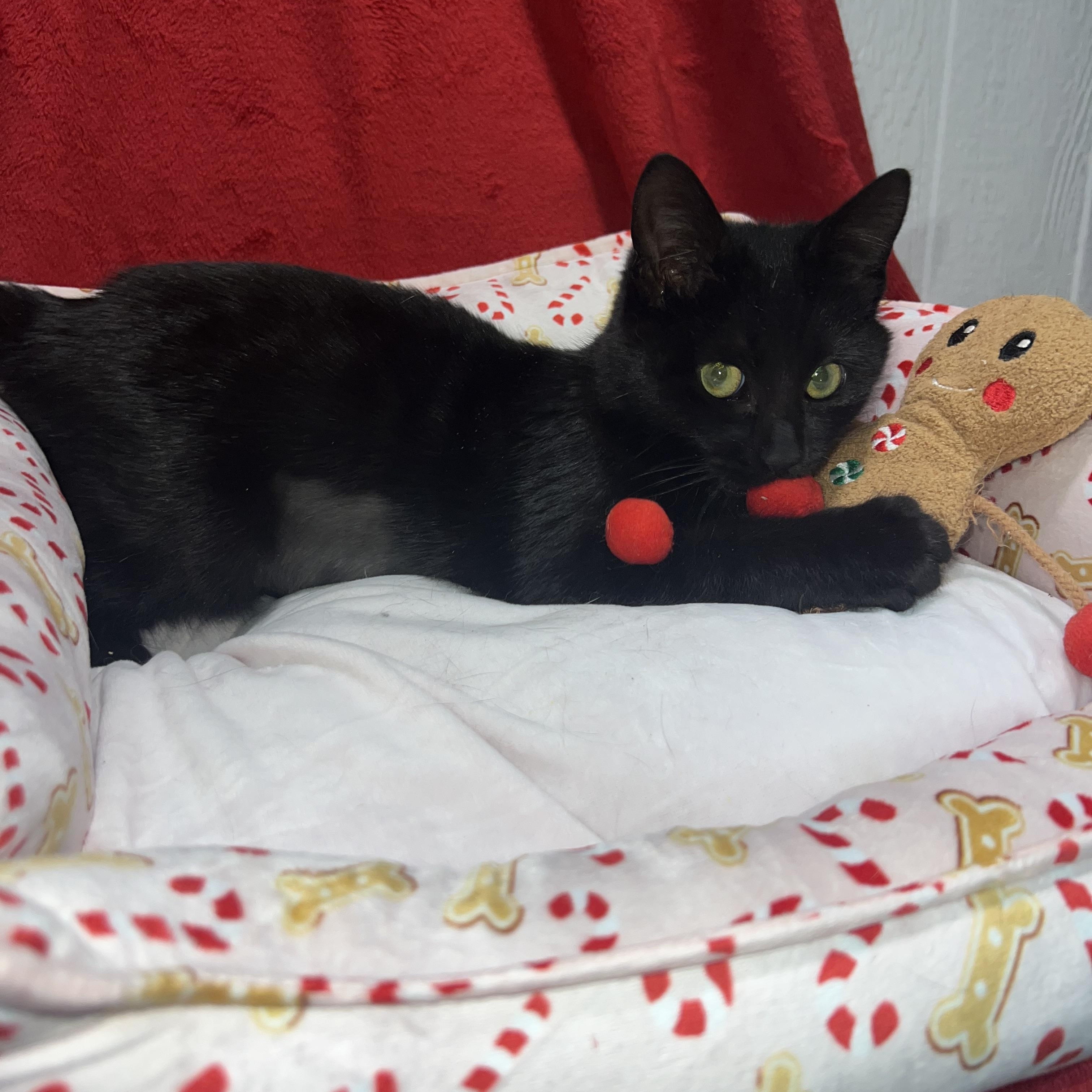 Hattie (female kitten), ADOPTABLE, Kitten Female Domestic Short Hair.