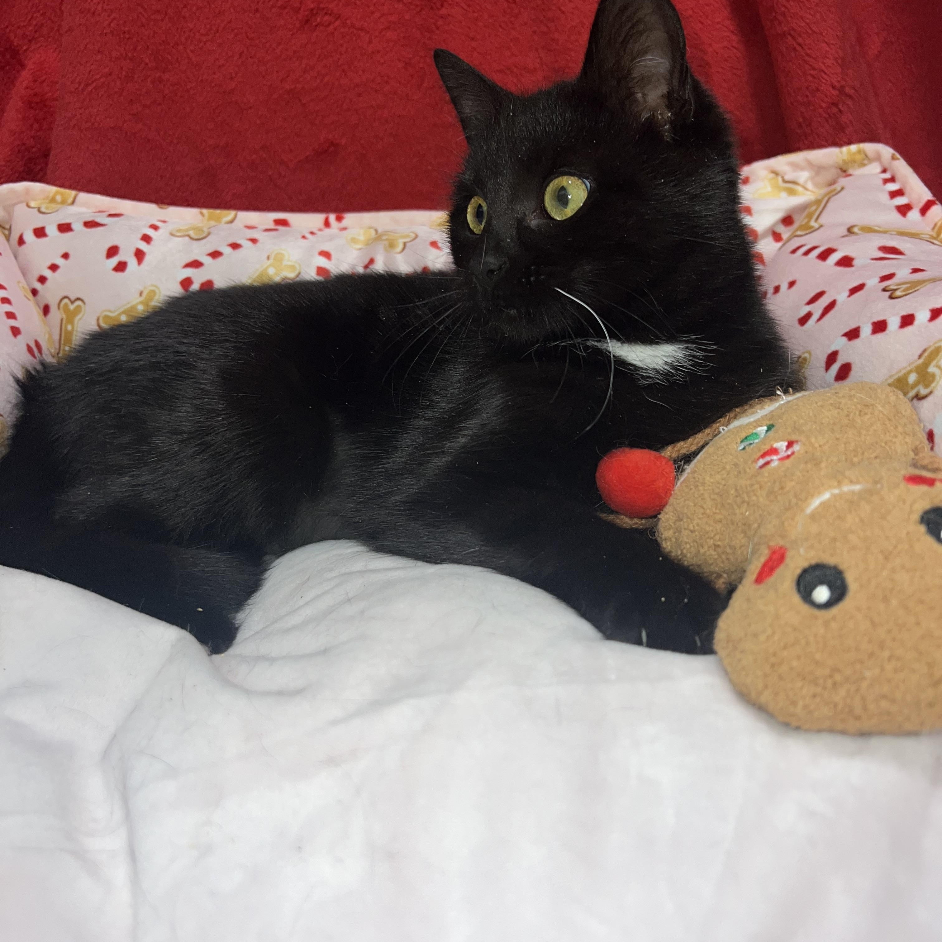 Hattie (female kitten), a ADOPTABLE Domestic Short Hair in Newton, IL image 4/6