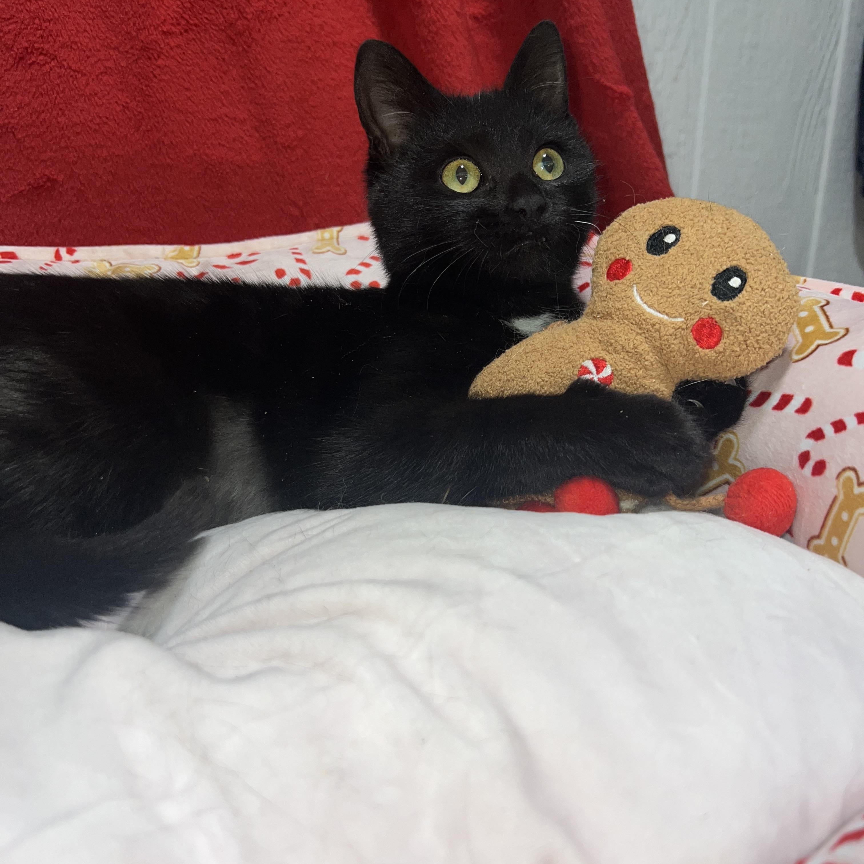 Hattie (female kitten), a ADOPTABLE Domestic Short Hair in Newton, IL image 5/6