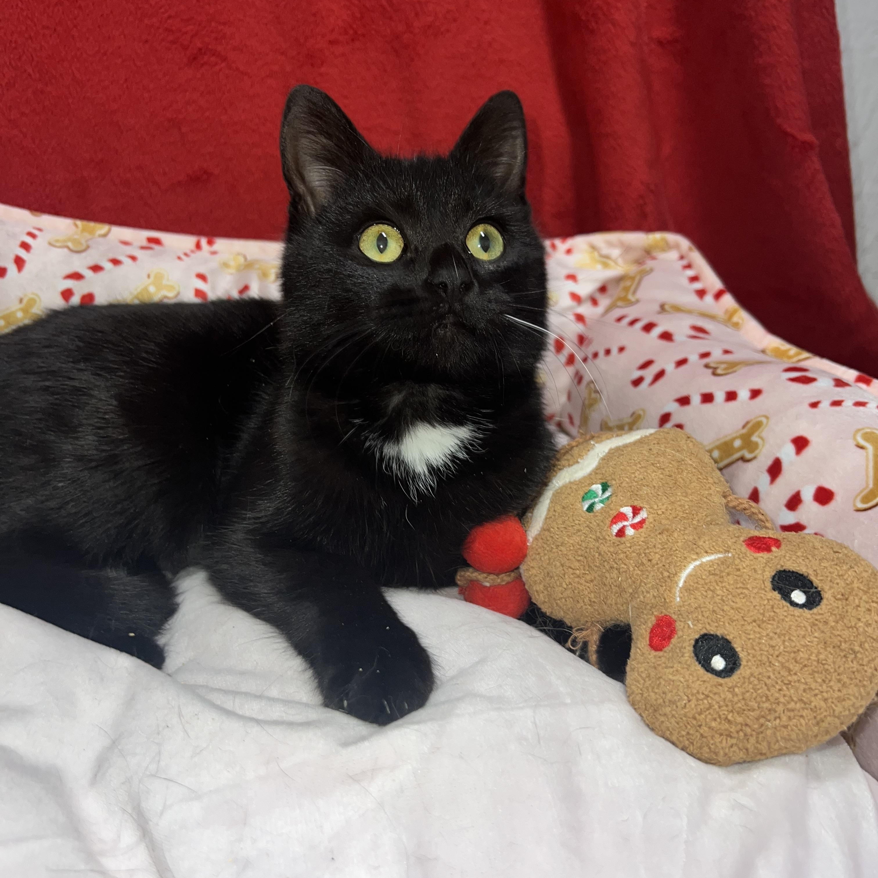 Hattie (female kitten), a ADOPTABLE Domestic Short Hair in Newton, IL image 6/6