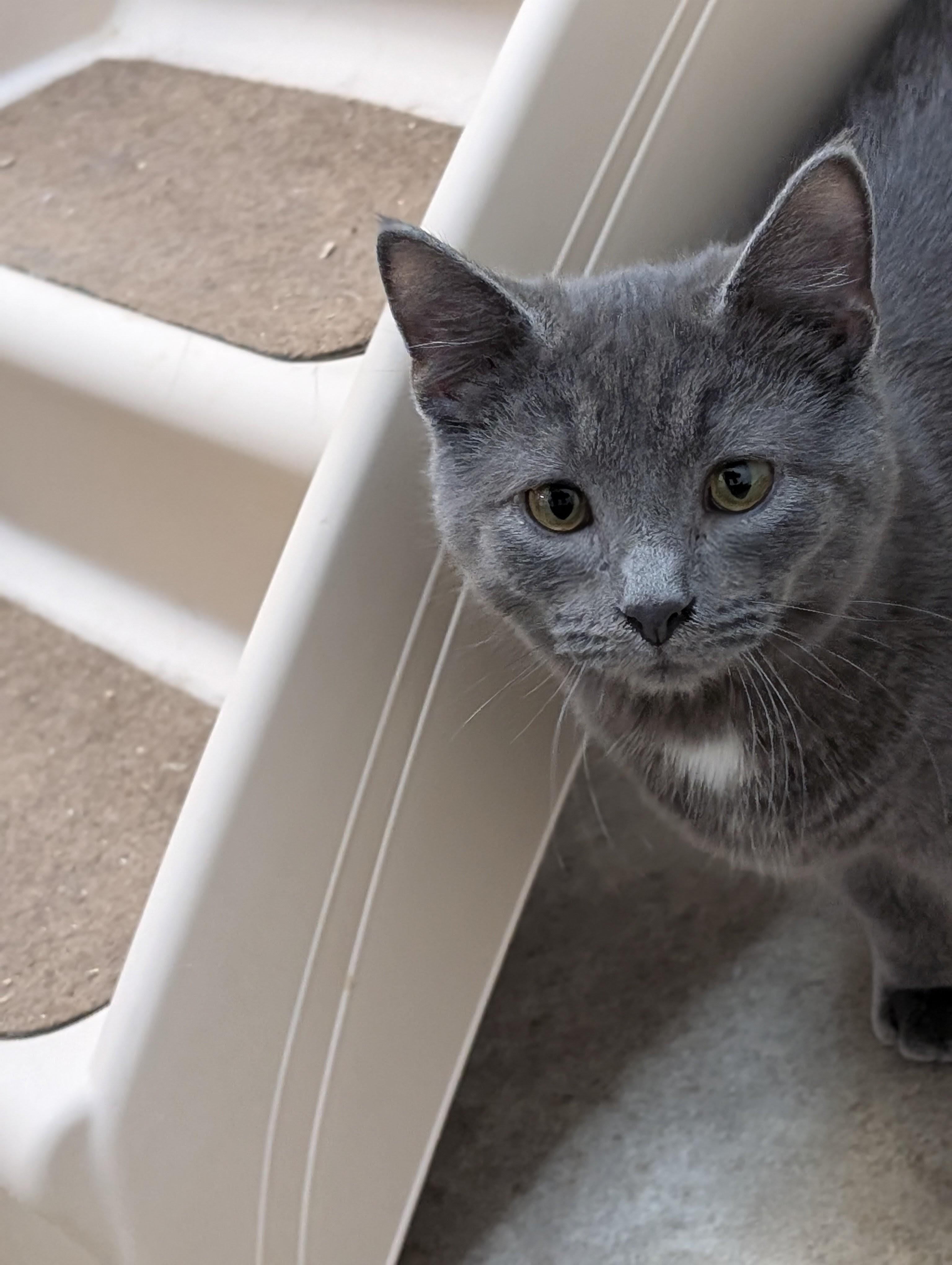 Drummer, adopted, Kitten Male Domestic Short Hair.