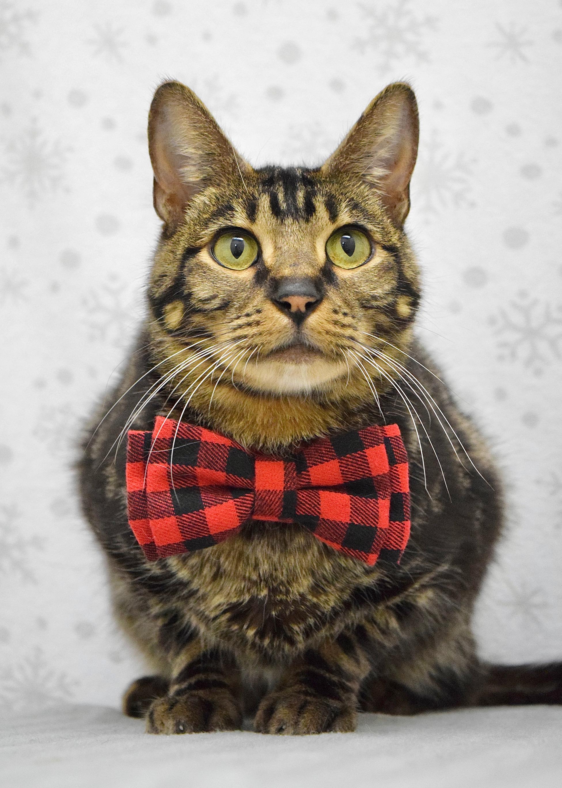 Kiwi, a ADOPTABLE Domestic Short Hair in Dublin, CA image 3/4